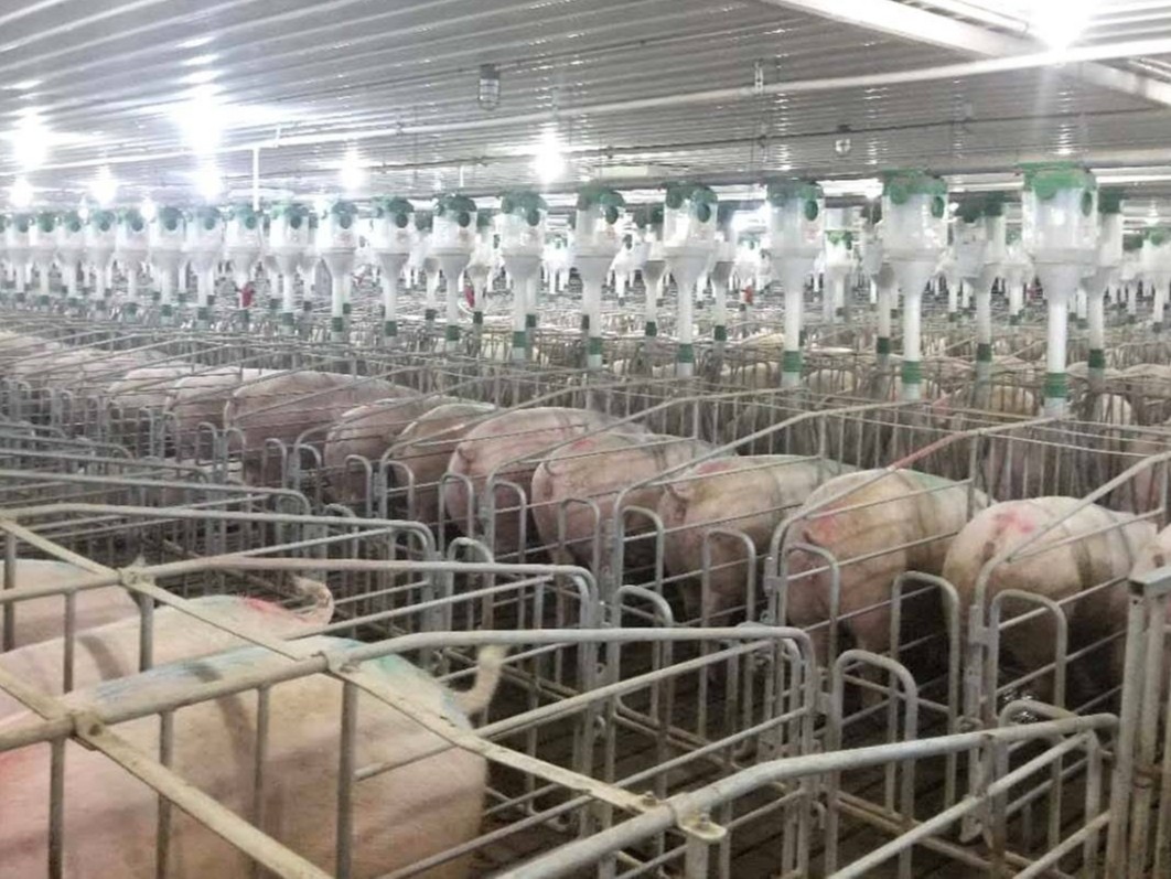 生物除臭剂在养猪场中怎样使用才能效果最大化呢？