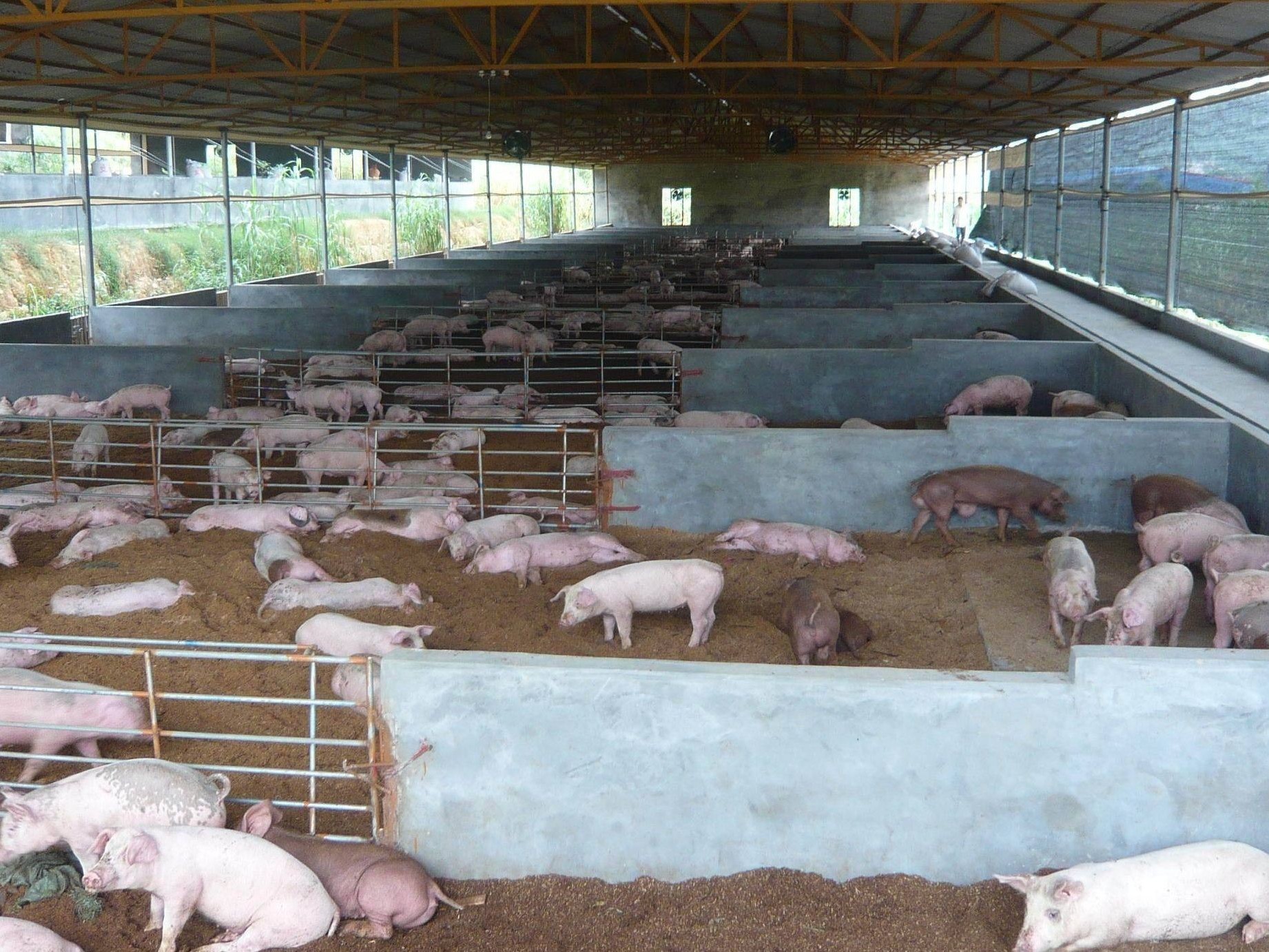 养猪场的臭味产生对人体伤害大吗？