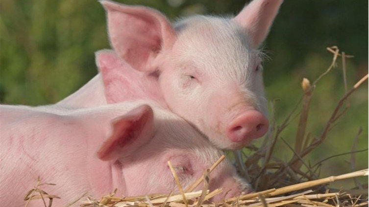 养猪场招标时会进行臭味管理，微生物除臭剂可以解决这个难题吗？