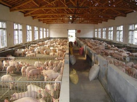 养殖场除臭剂解决猪场恶臭问题
