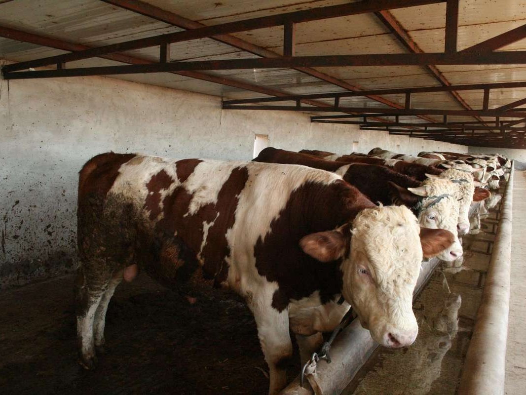 肉牛养殖场使用微生物除臭剂会对牛产生影响吗？