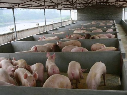养殖除臭剂喷洒时效果怎么样？除臭剂是否会损害猪的健康？