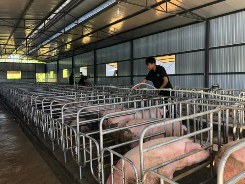 养猪场的臭味是怎么产生的？