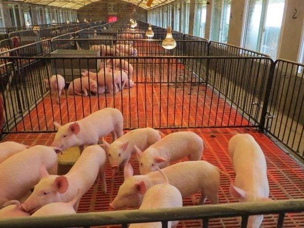 生物除臭剂用于养殖除臭，为养猪场带来巨大的效益