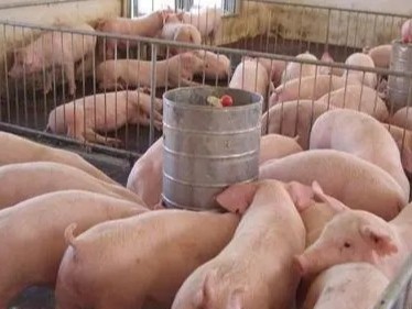 养猪场的臭味能用微生物除臭剂除臭吗？对猪有影响吗？