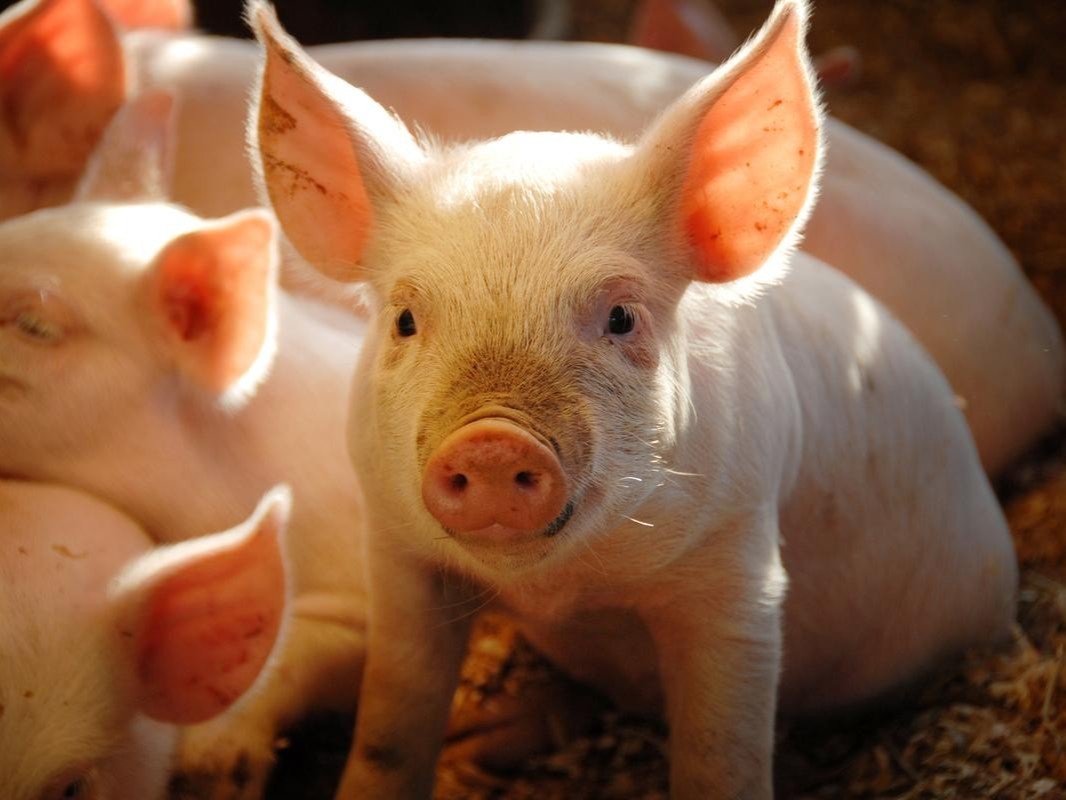 微生物除臭剂在养猪场解决臭味问题的有效方法
