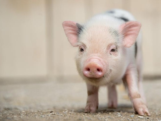 微生物除臭剂在养猪场内的使用全方位讲解