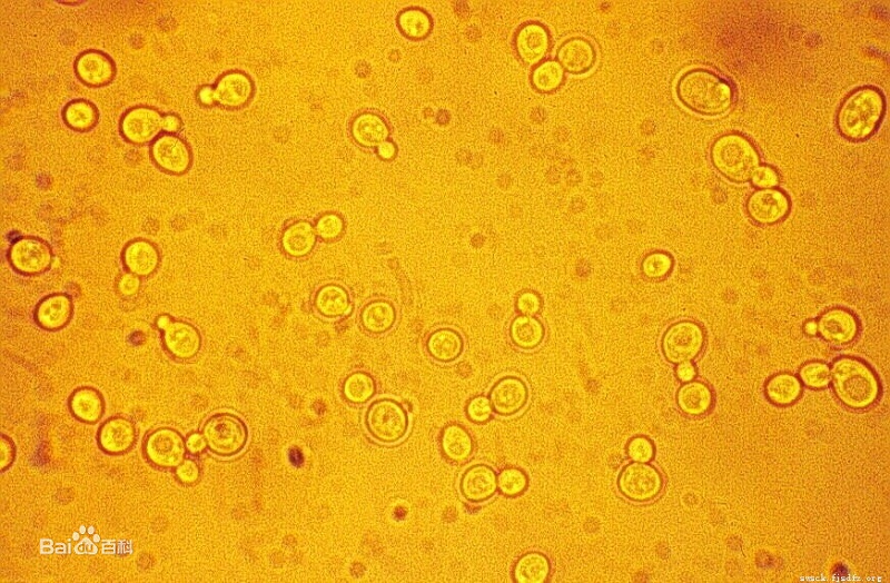 酵母菌