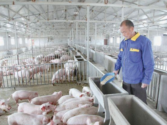 猪场的臭味该如何处理？养殖除臭剂有什么作用？