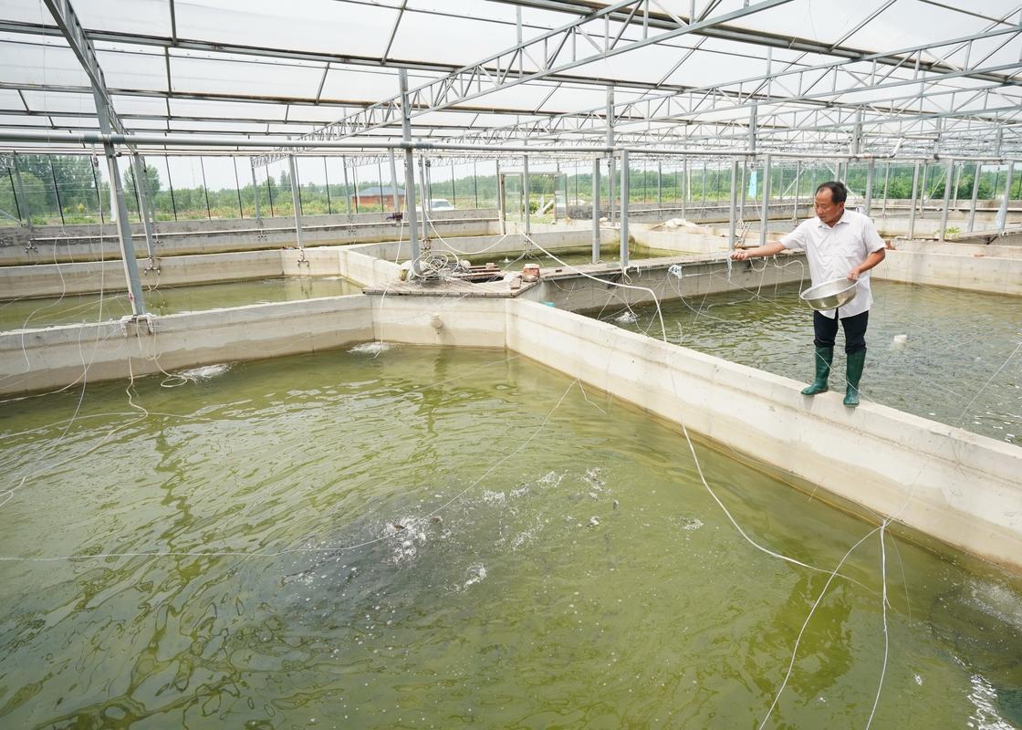 水产养殖中的臭气是怎么产生的？用微生物除臭剂能解决吗？