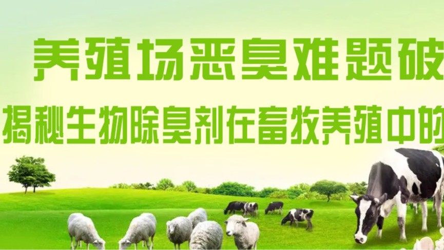 养殖场恶臭难题破解：揭秘养殖除臭剂在畜牧养殖中的应用