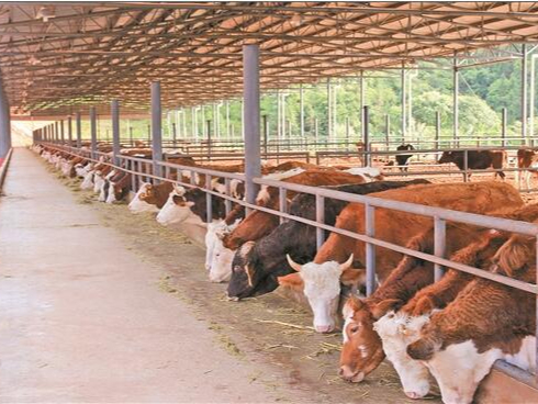 养殖场除臭不用担心，微菌环境很在行