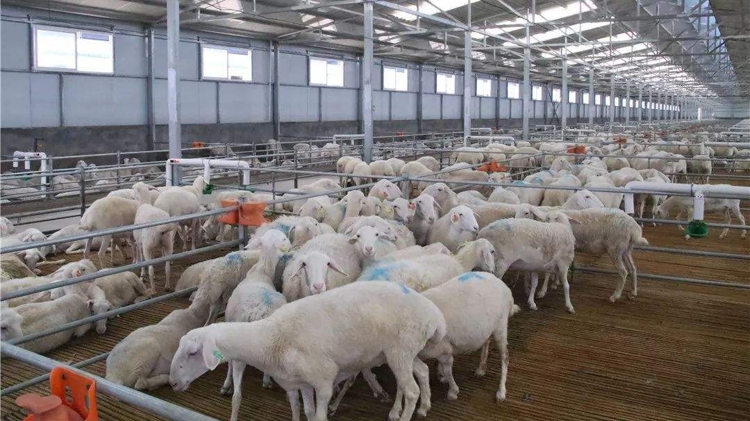 微菌环境携手梭梭拉达种养殖舍，解决养殖舍除臭大难题